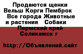 Продаются щенки Вельш Корги Пемброк  - Все города Животные и растения » Собаки   . Пермский край,Соликамск г.